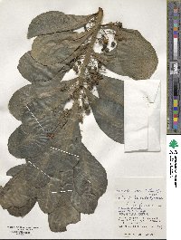 Scaevola sericea image