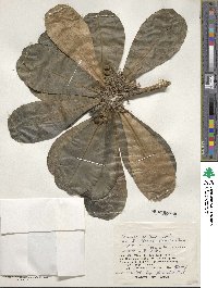 Scaevola sericea image