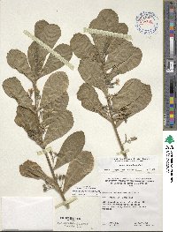 Scaevola sericea image