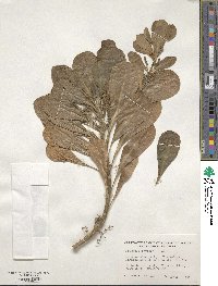 Scaevola sericea image