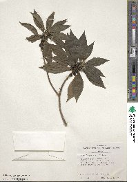 Scaevola procera image