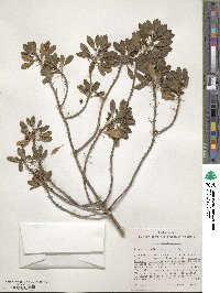 Image of Scaevola gaudichaudii