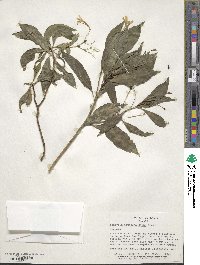 Scaevola gaudichaudiana image