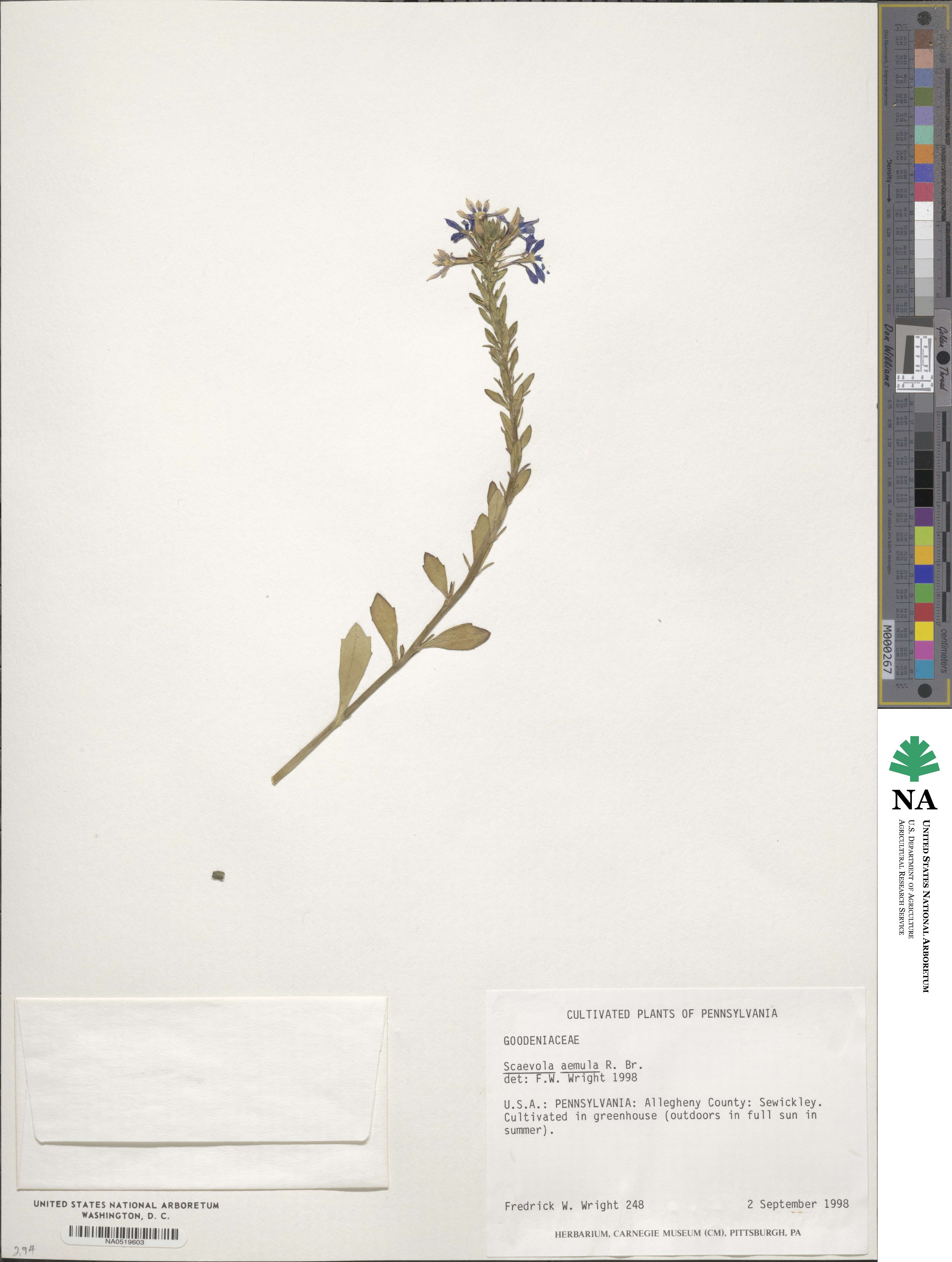 Scaevola aemula image