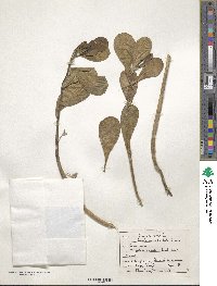 Scaevola sericea image