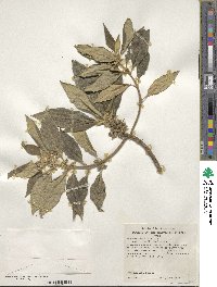 Image of Scaevola mollis