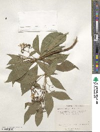 Scaevola mollis image