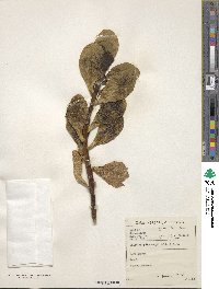 Scaevola plumieri image