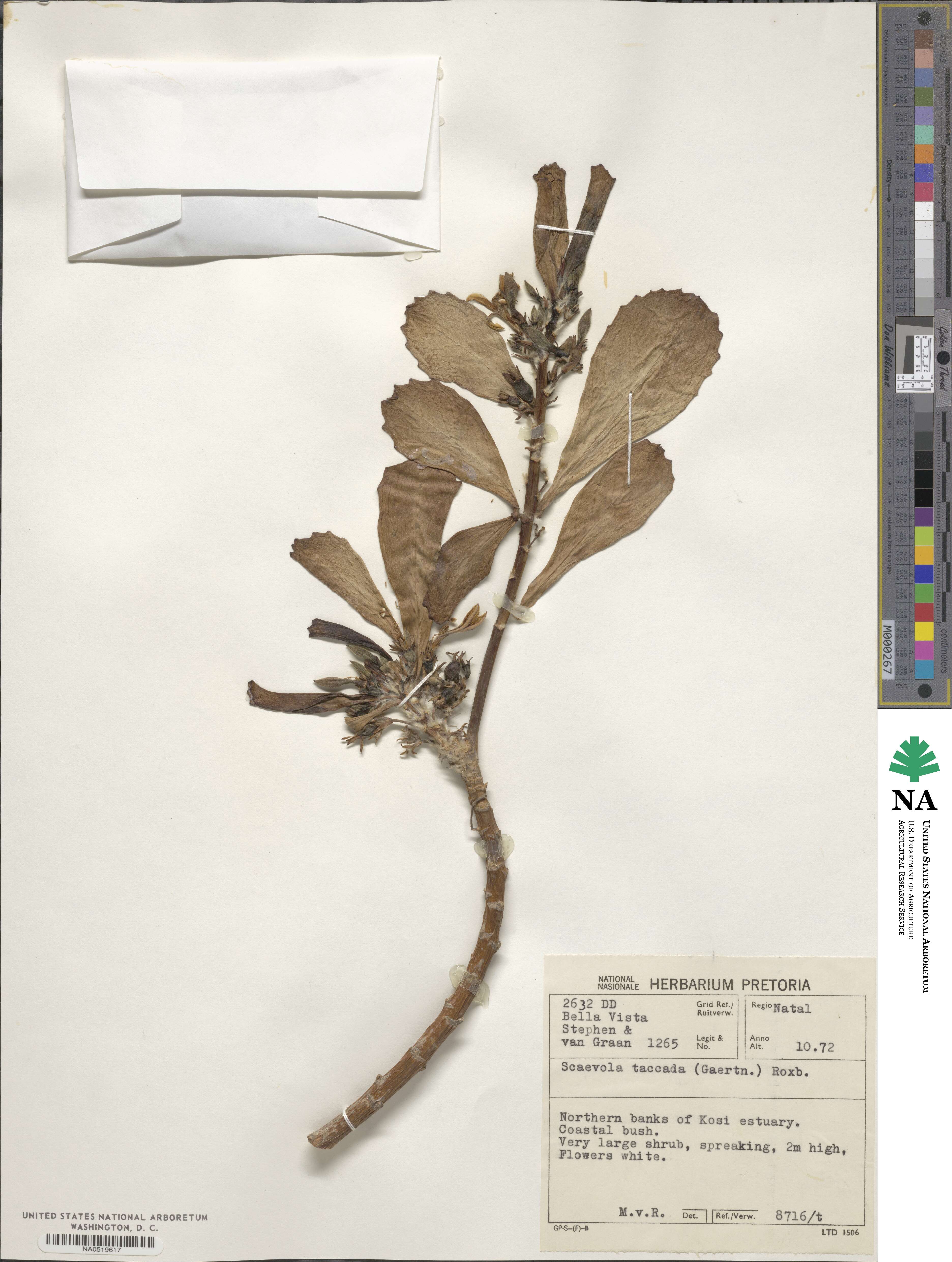 Scaevola sericea image