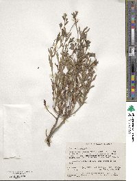 Image of Dampiera linearis