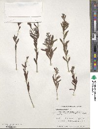 Dampiera linearis image