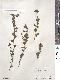 Dampiera linearis image