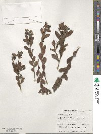 Dampiera linearis image