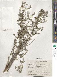 Image of Dampiera altissima