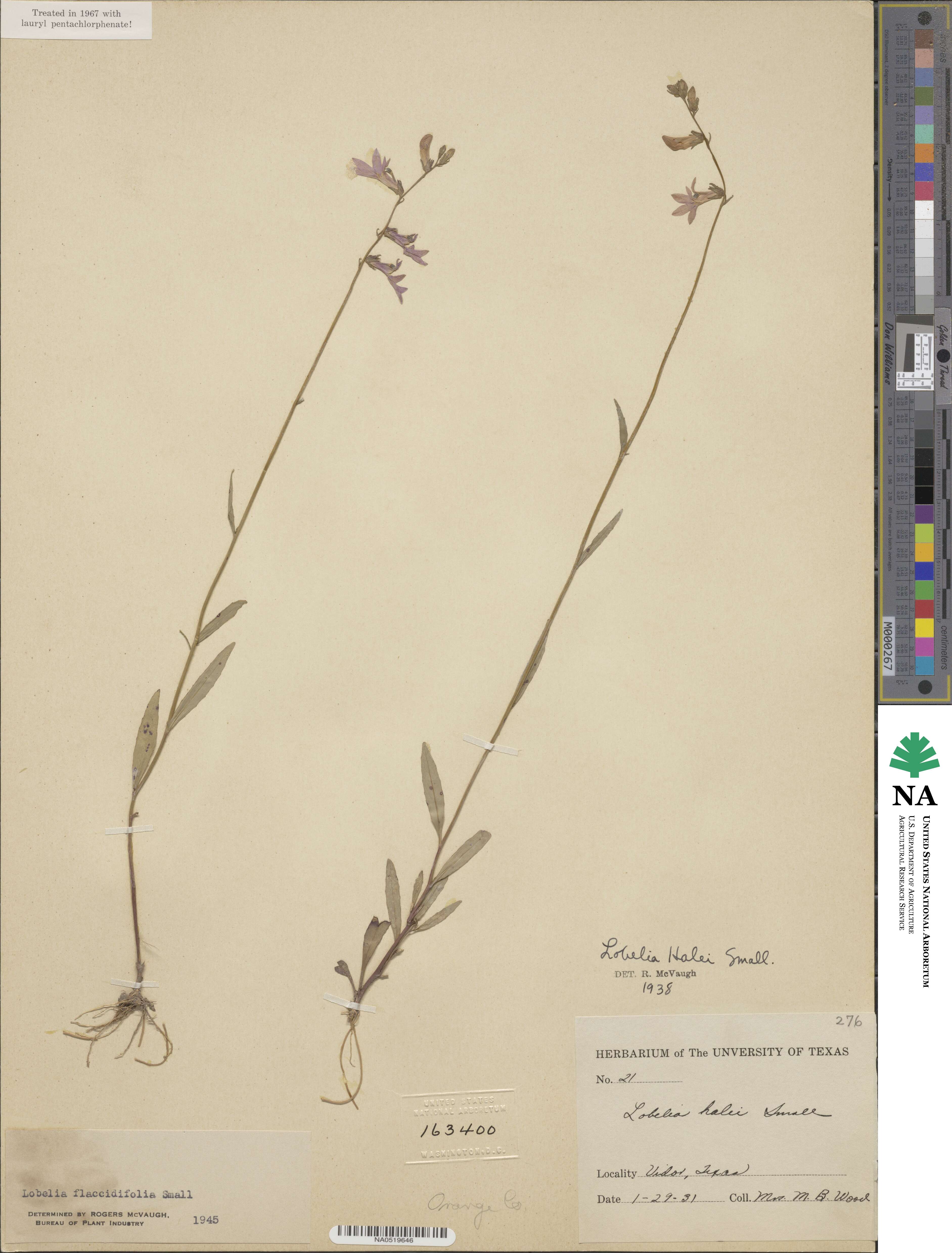 Lobelia flaccidifolia image