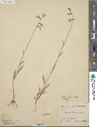 Lobelia flaccidifolia image