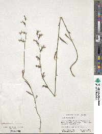 Lobelia glandulosa image