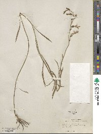 Lobelia glandulosa image