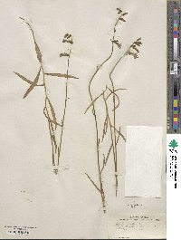 Lobelia glandulosa image