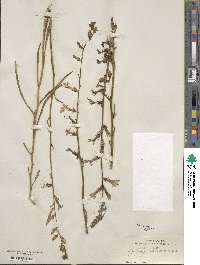 Lobelia glandulosa image