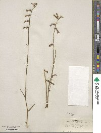 Lobelia glandulosa image