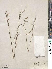 Lobelia glandulosa image