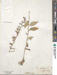 Lobelia glandulosa image