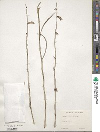 Lobelia glandulosa image