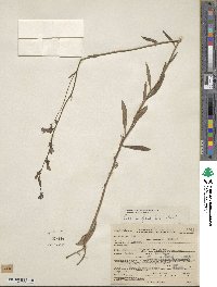 Lobelia glandulosa image