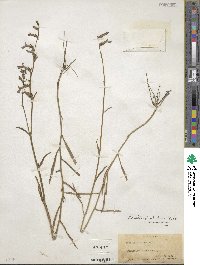 Lobelia glandulosa image