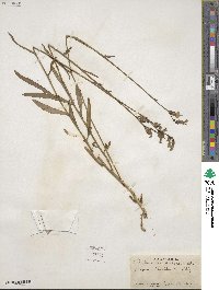 Lobelia glandulosa image