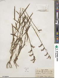 Lobelia glandulosa image