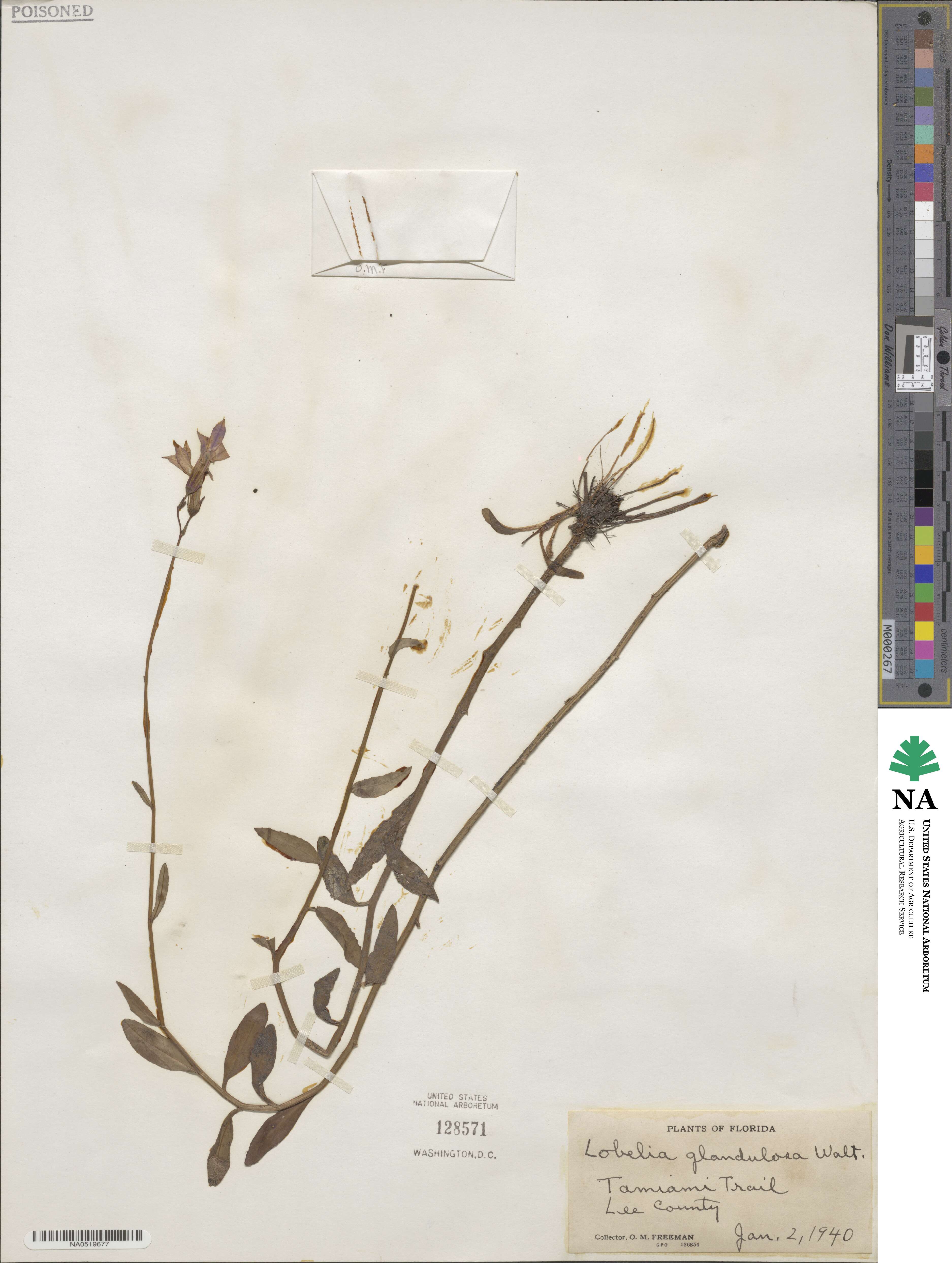 Lobelia glandulosa image