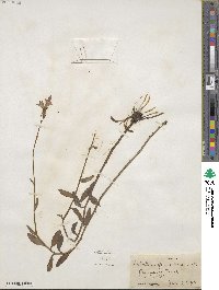 Lobelia glandulosa image