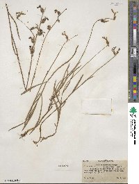 Lobelia glandulosa image