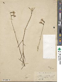 Lobelia glandulosa image