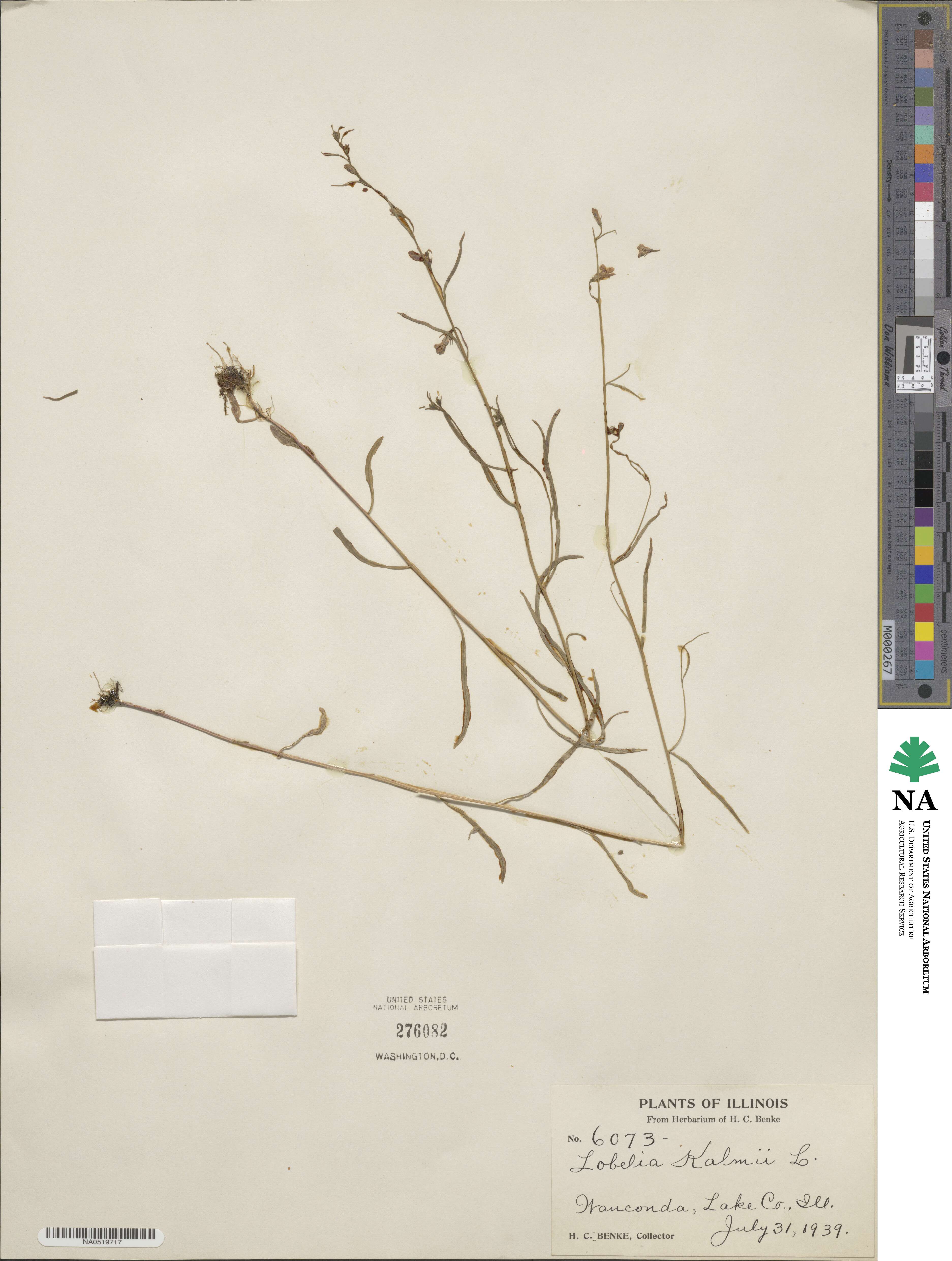Lobelia kalmii image