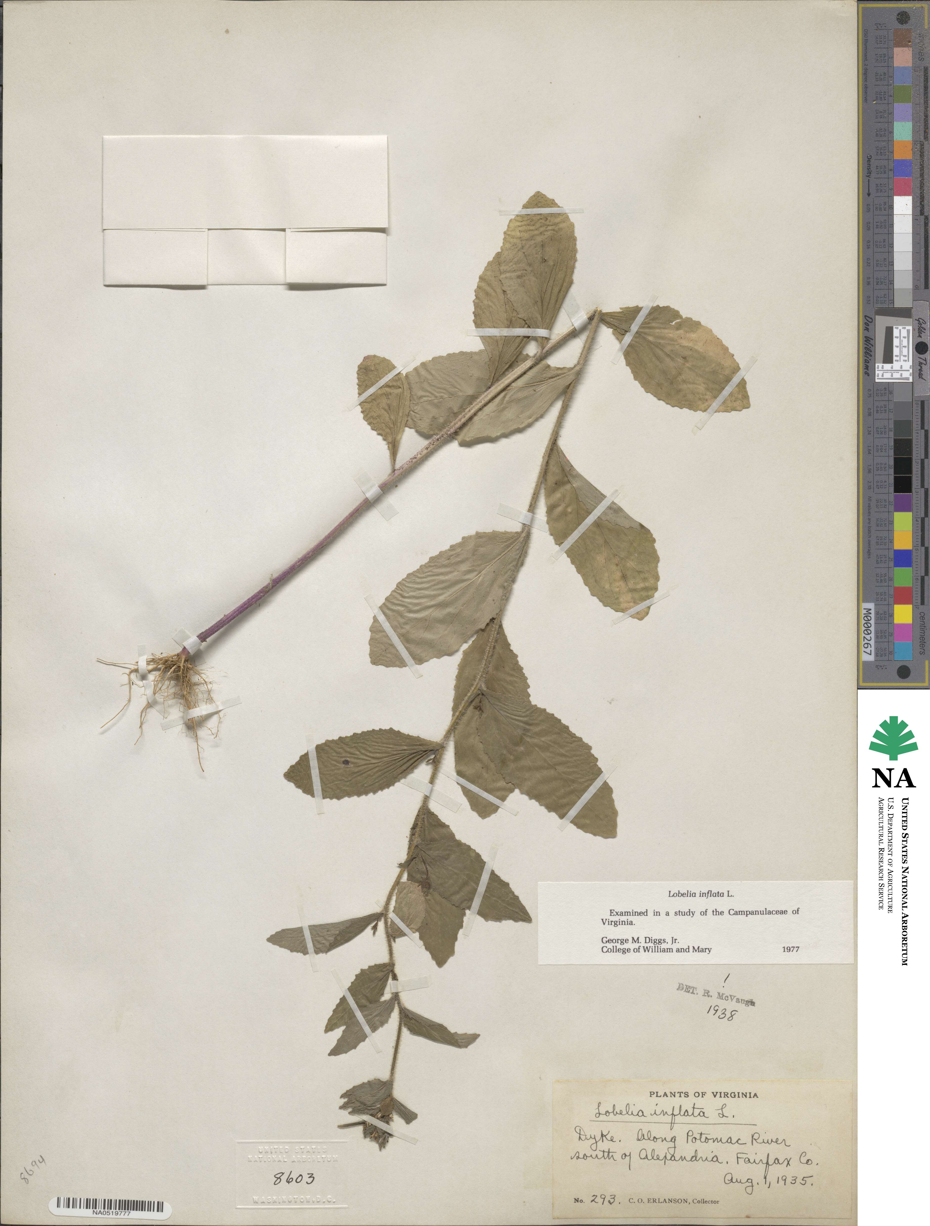 Lobelia inflata image