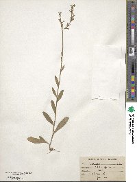 Lobelia puberula image