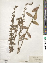 Lobelia puberula image