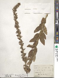 Lobelia puberula image