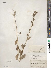 Lobelia puberula image