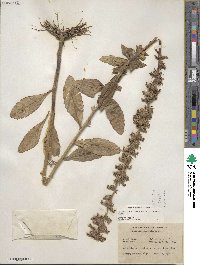 Lobelia puberula image