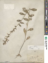 Lobelia puberula image