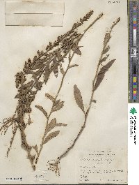 Lobelia puberula image