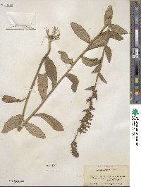 Lobelia puberula image