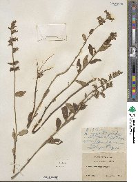 Lobelia puberula image