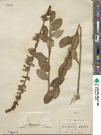 Lobelia puberula image