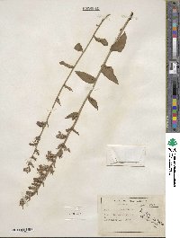 Lobelia puberula image