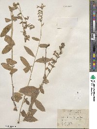 Lobelia puberula image